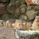 Illustration for article titled Facts about Capybaras